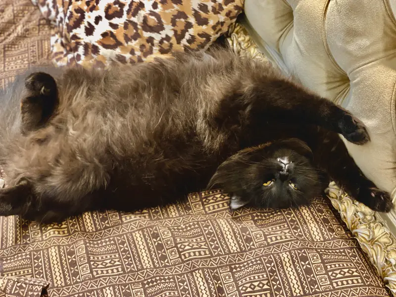 Male black persian cat — photo 2