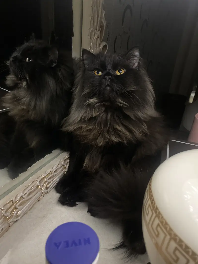 Male black persian cat — photo 3