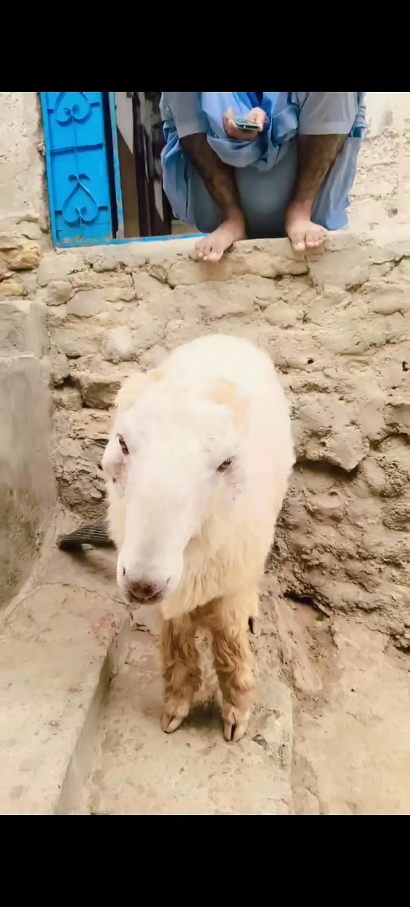Domba