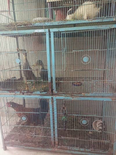 Pingra Cage Big Size