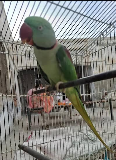Kashmir raw parrot Hand tam