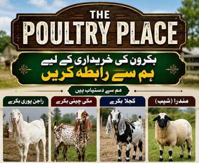 Bakra | Goat | Aqeeqa | 2 Dant | بکرا | Qurbani 2027