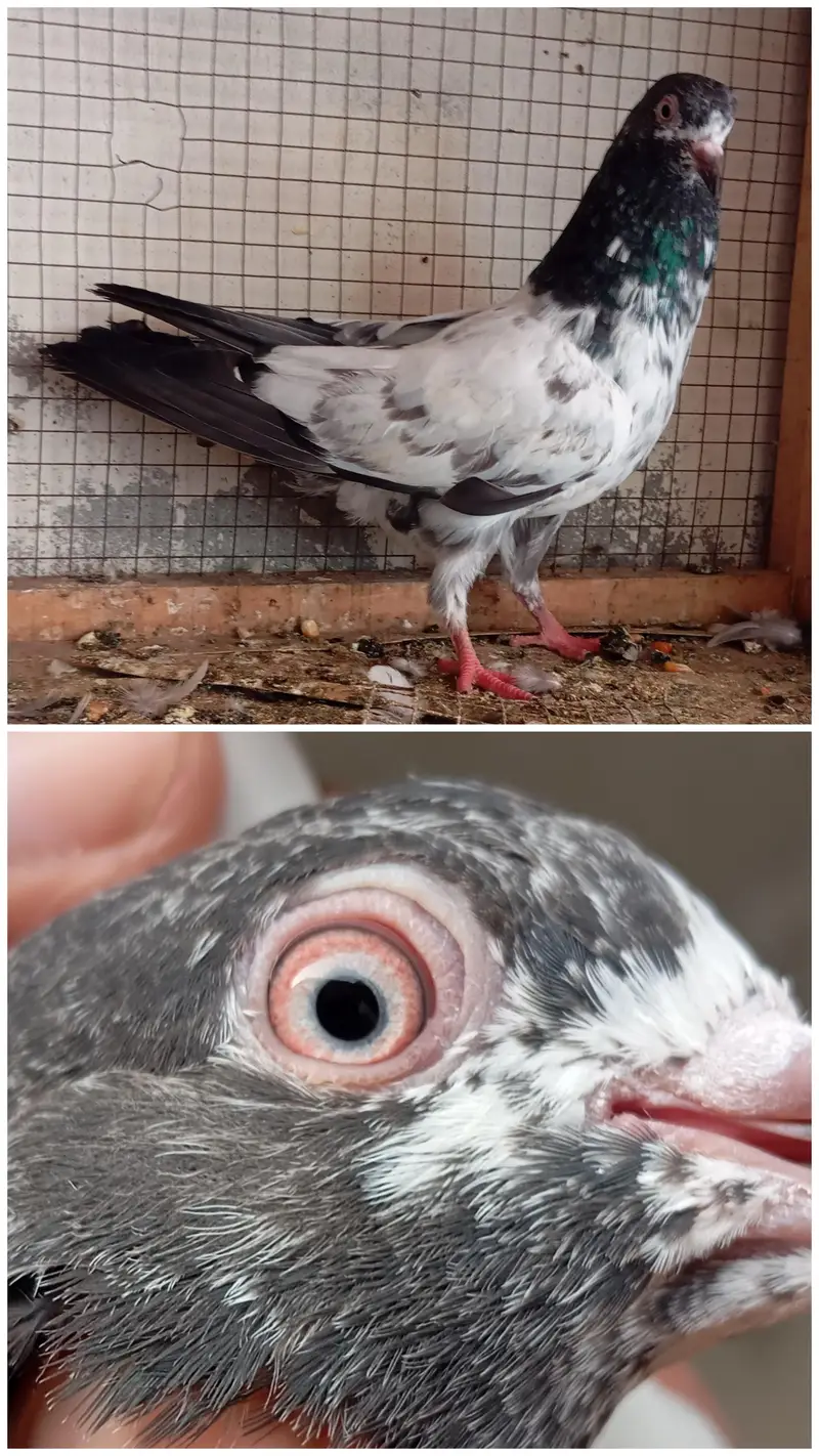 AAA Pigeons — photo 2