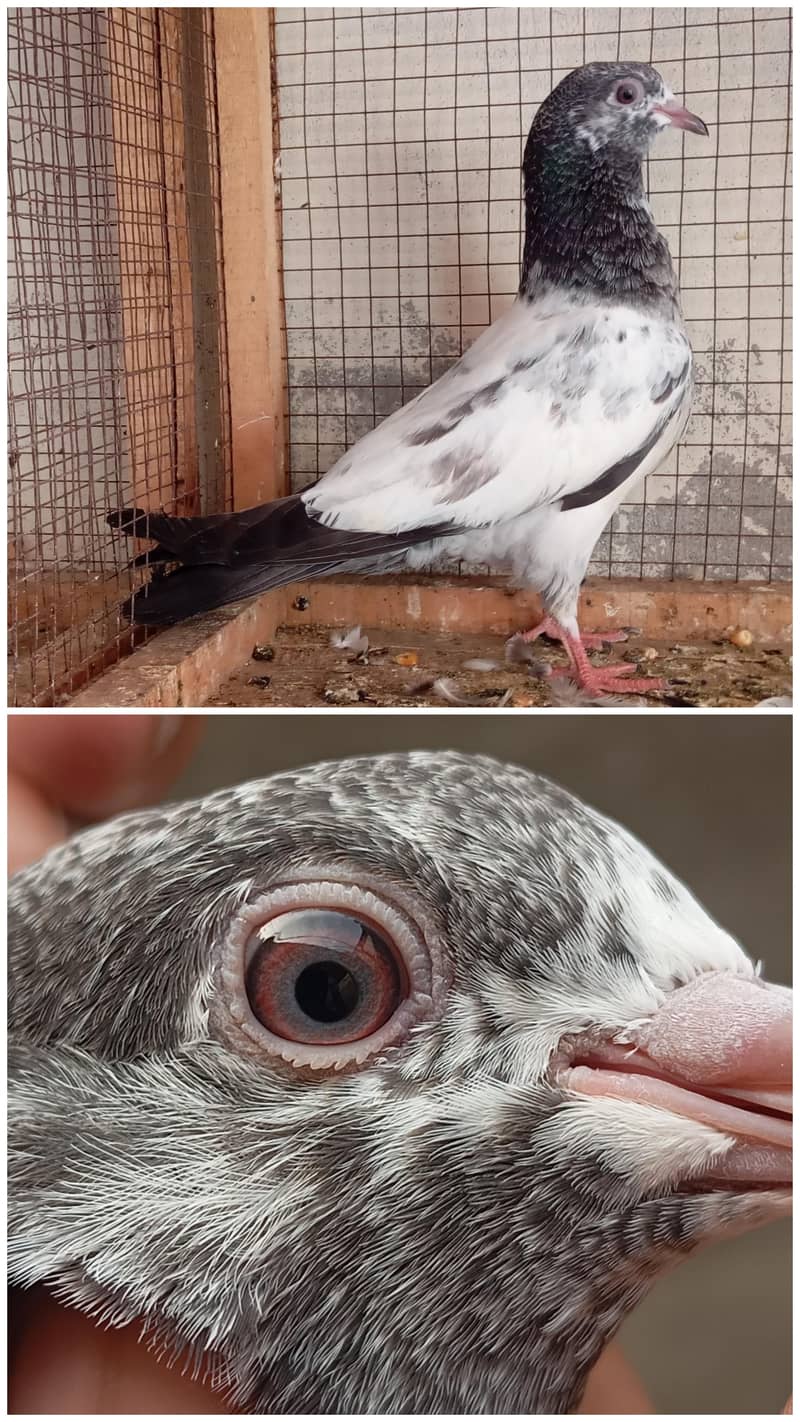 AAA Pigeons 2