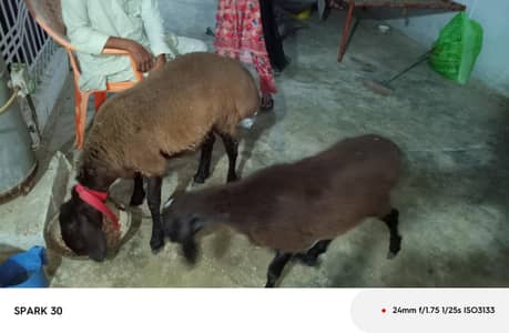 turkish sheep