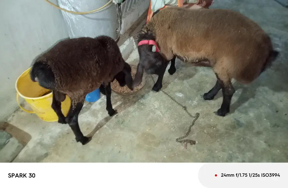 turkish sheep — photo 2
