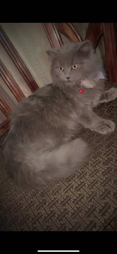 Persian cat triple coated