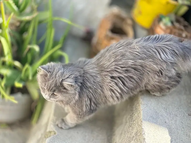 Persian cat triple coated — photo 2