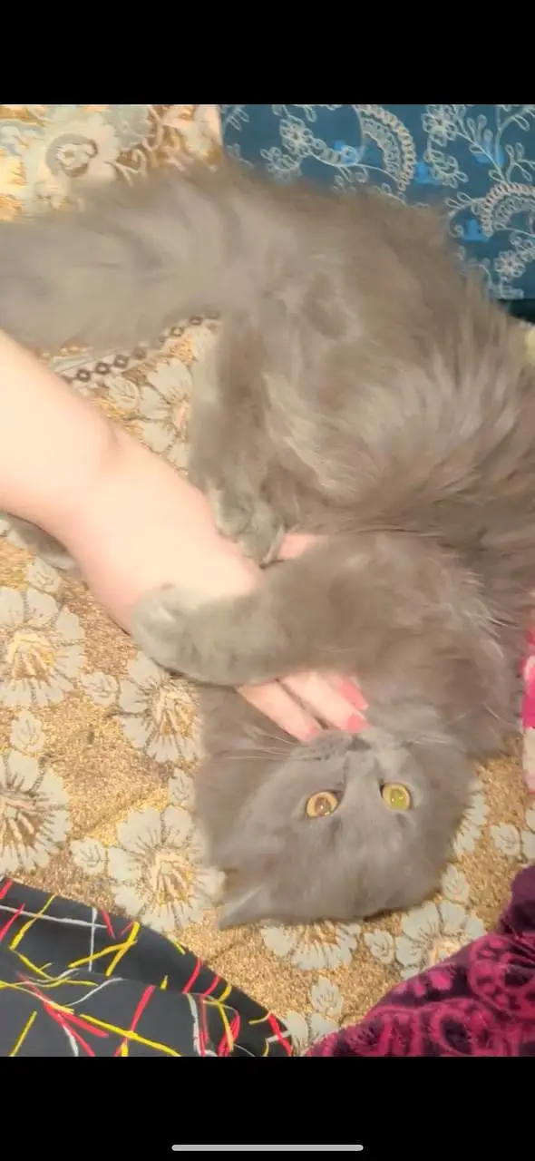 Persian cat triple coated — photo 3