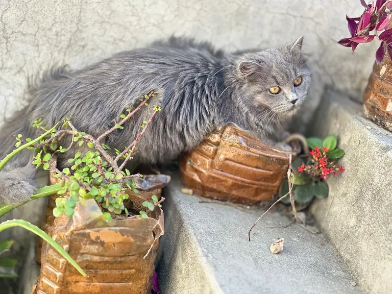 Persian cat triple coated — photo 4