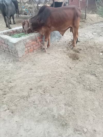 khera beauty for sale urgent