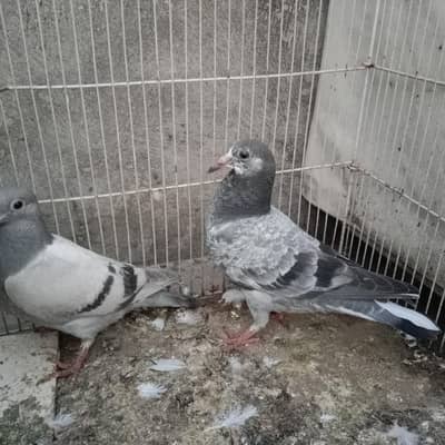 Pigeon Baby for Sale