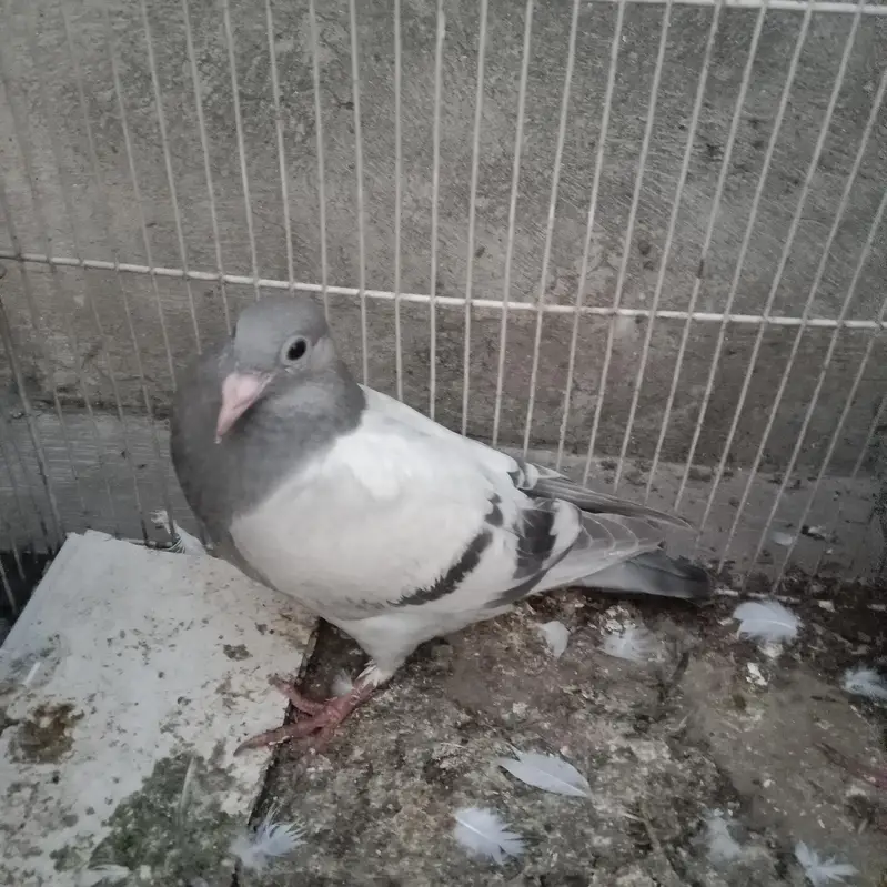 Pigeon Baby for Sale — photo 2