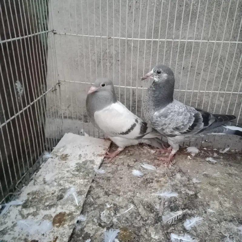 Pigeon Baby for Sale — photo 3