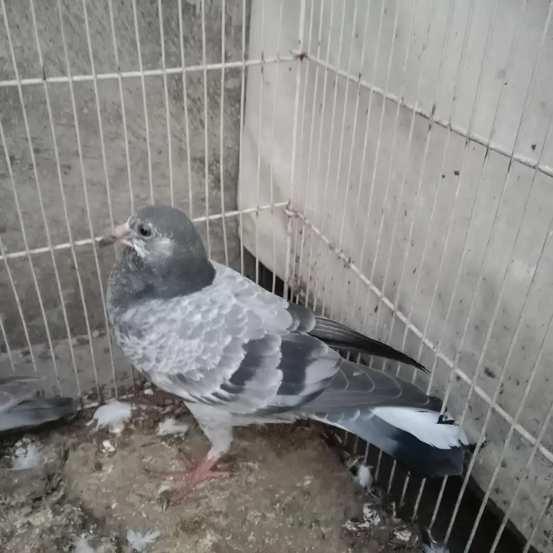 Pigeon Baby for Sale — photo 4