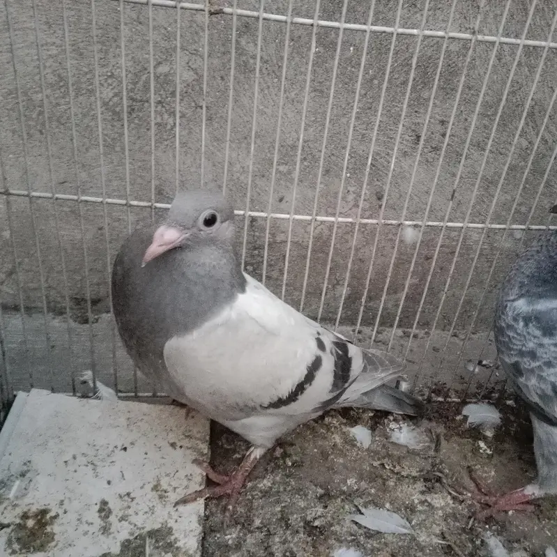 Pigeon Baby for Sale — photo 5