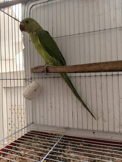 Parrot for sale