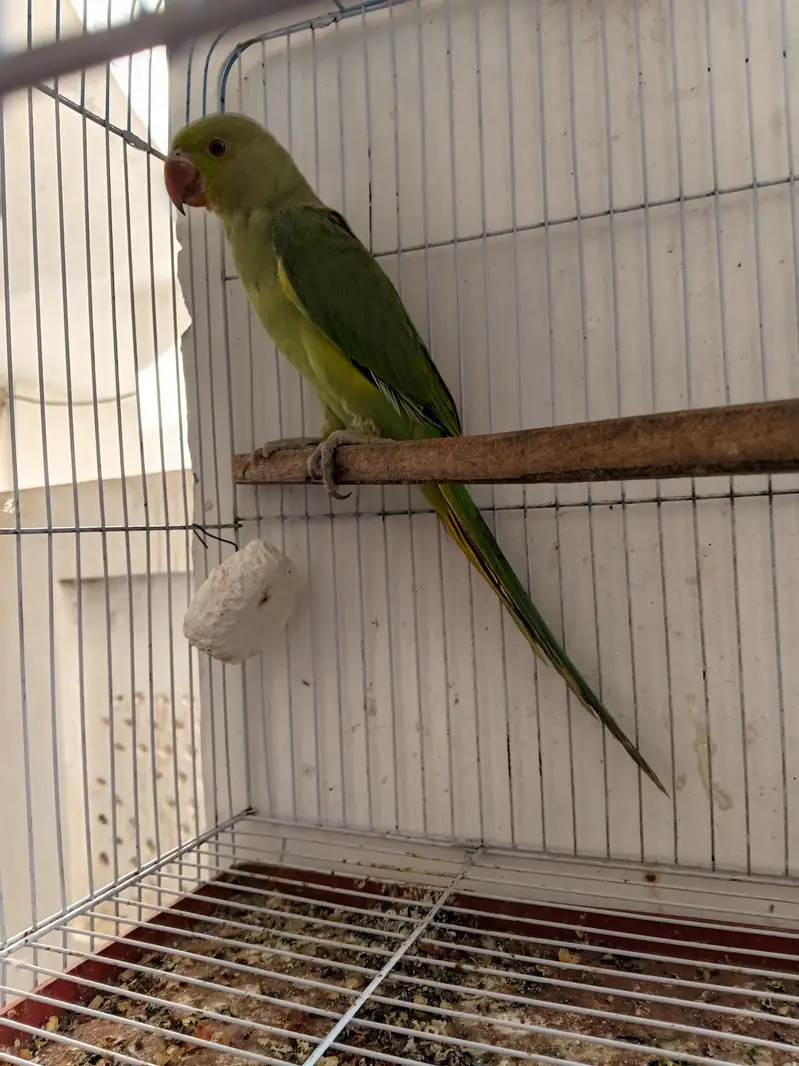 Parrot for sale — photo 2