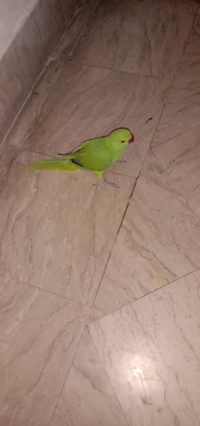 fully active