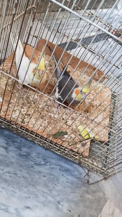 Breeder Cockatiel Pair | Full Adult | Grey & Lutino | Healthy pair