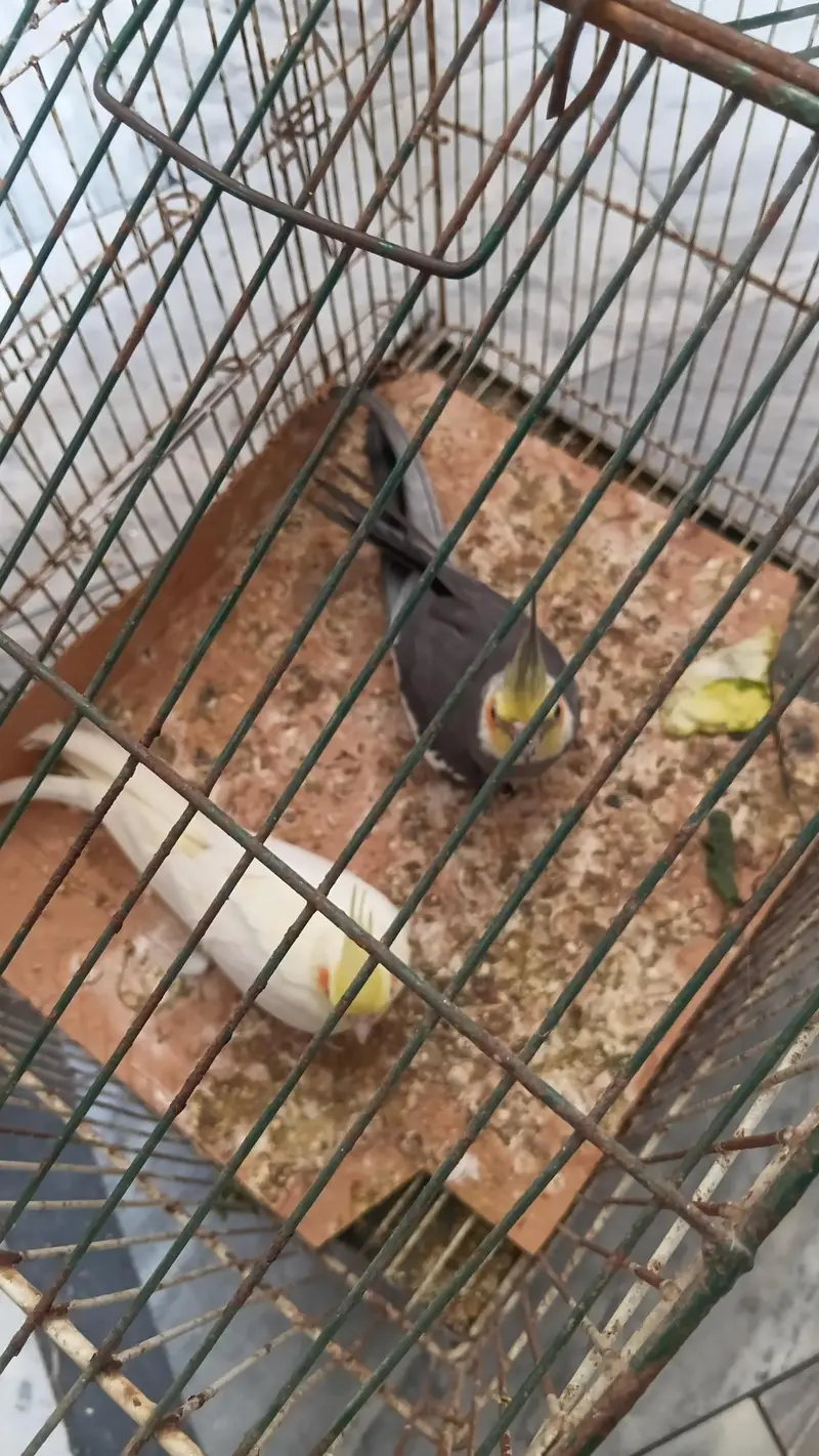 Breeder Cockatiel Pair | Full Adult | Grey & Lutino | Healthy pair — photo 2