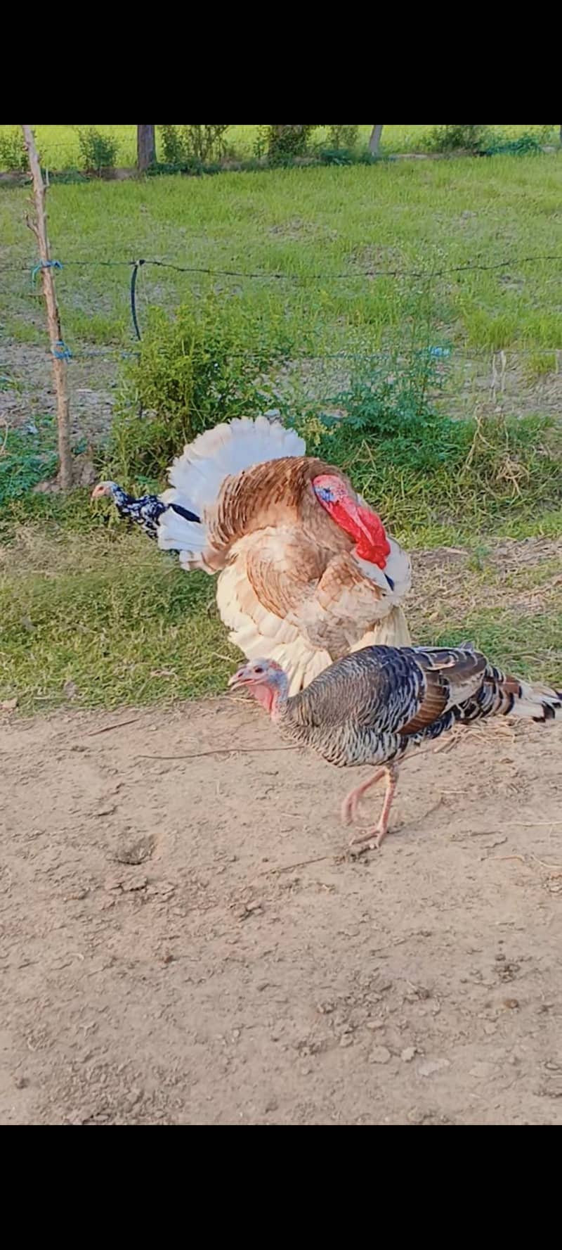 Turkish 3