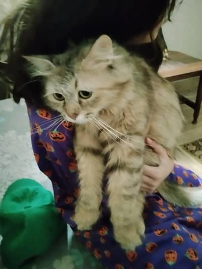 Male and female pair persian cat