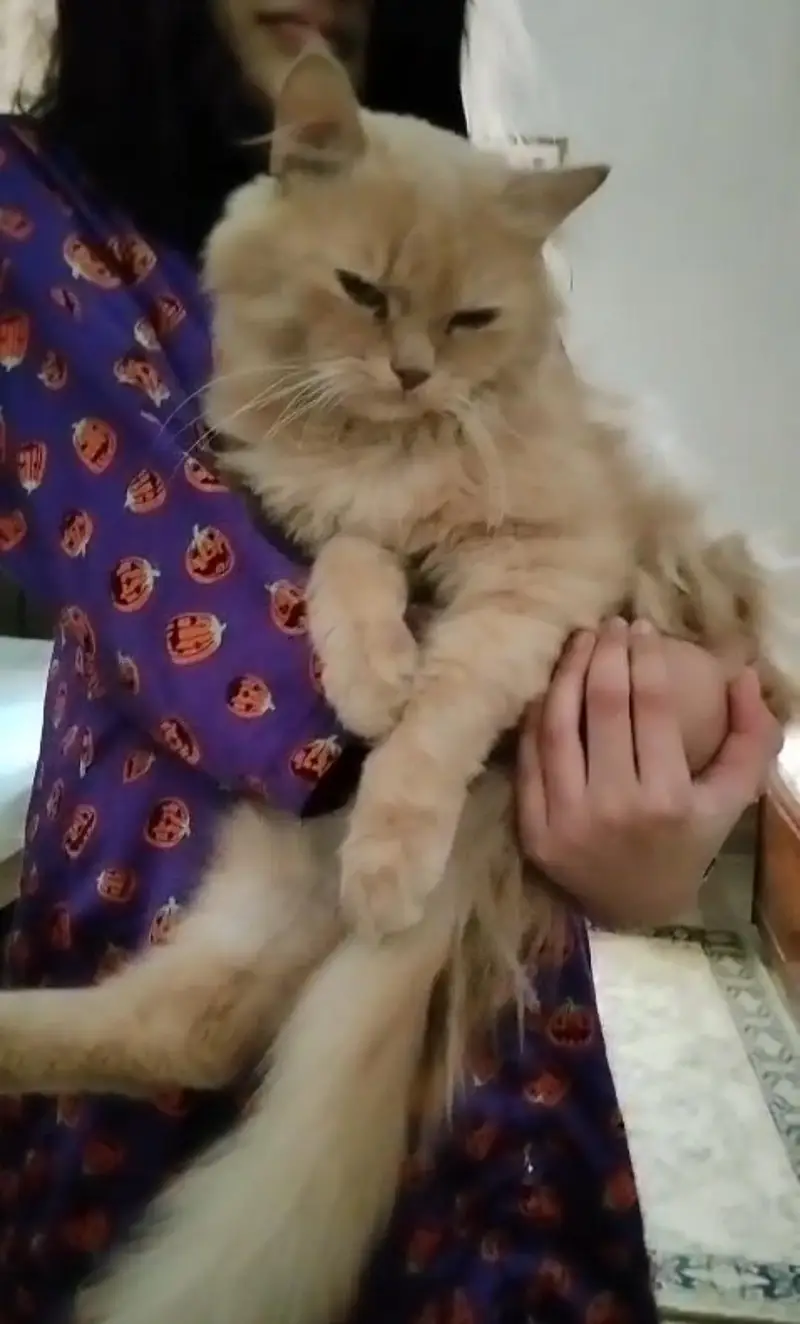 Male and female pair persian cat — photo 2