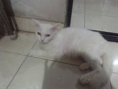 Persian cat for adoption