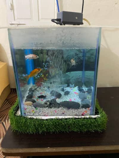 fish Aquarium fish and accessories