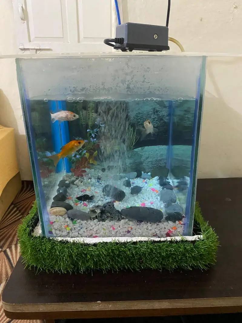 fish Aquarium fish and accessories