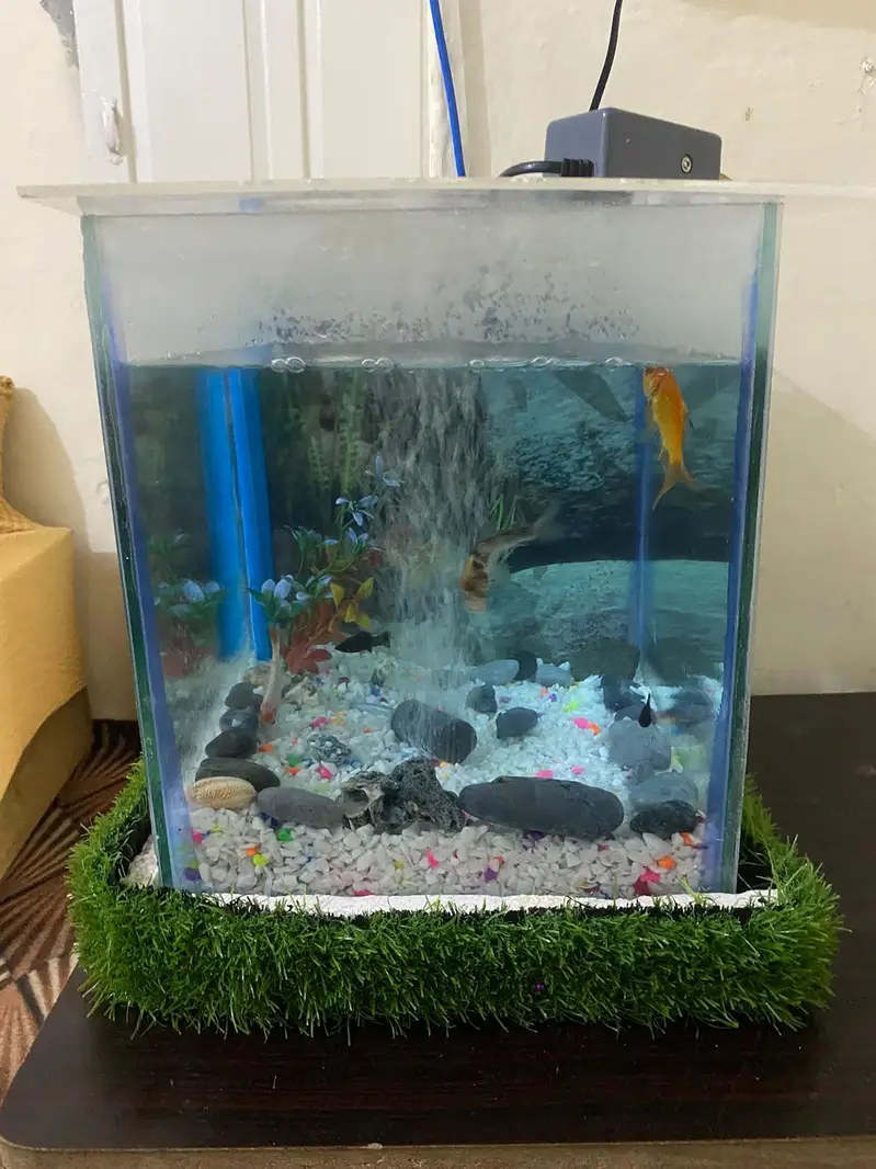 fish Aquarium fish and accessories — photo 2