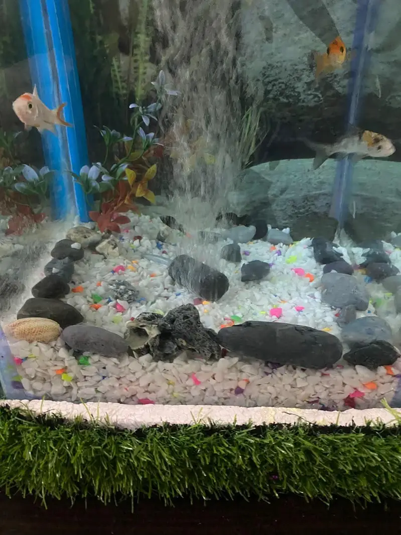 fish Aquarium fish and accessories — photo 3