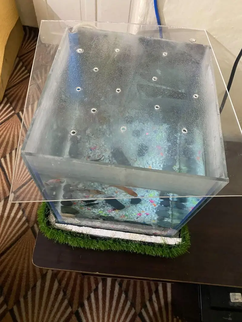 fish Aquarium fish and accessories — photo 4