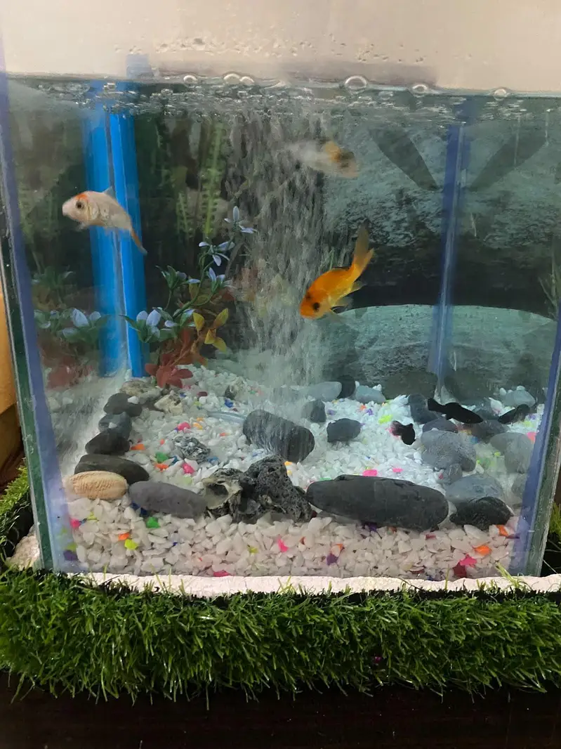 fish Aquarium fish and accessories — photo 5