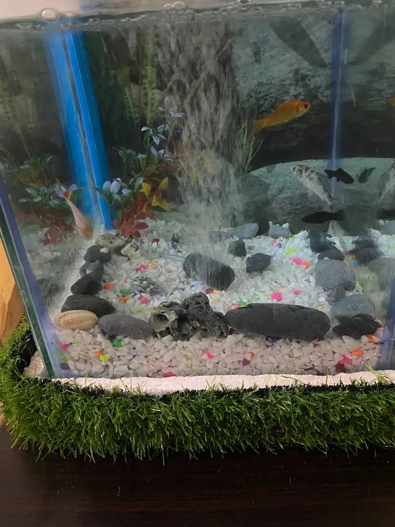 fish Aquarium fish and accessories — photo 6