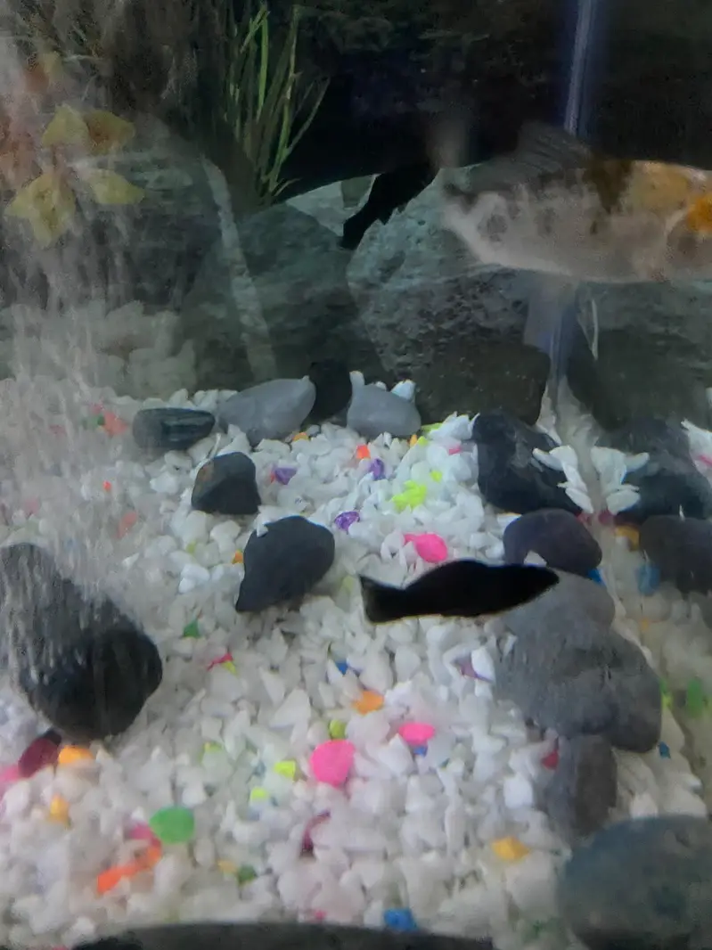 fish Aquarium fish and accessories — photo 7