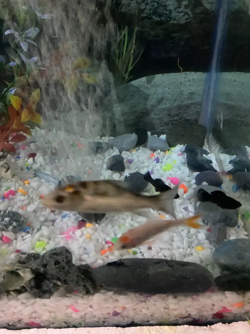 fish Aquarium fish and accessories — photo 8