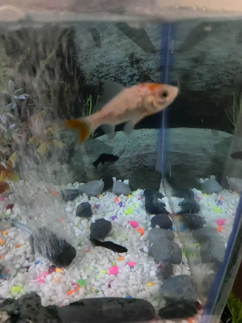 fish Aquarium fish and accessories — photo 9