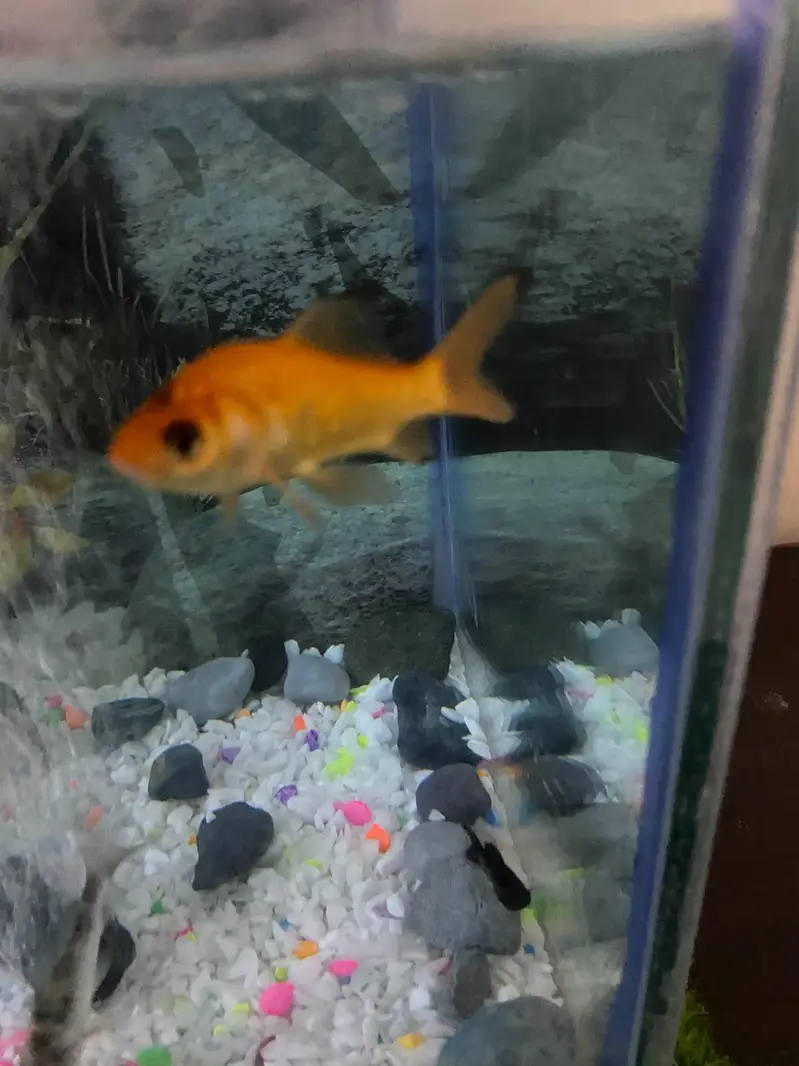 fish Aquarium fish and accessories — photo 10