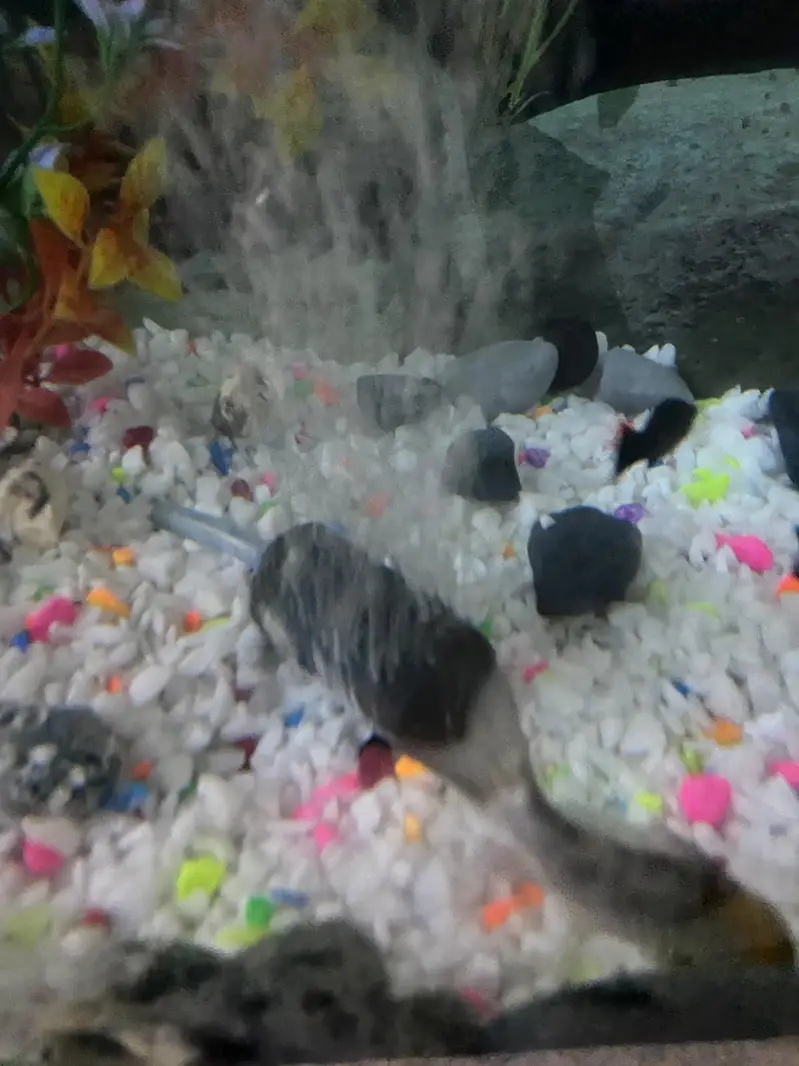 fish Aquarium fish and accessories — photo 11