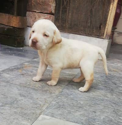 labrador 03224035831