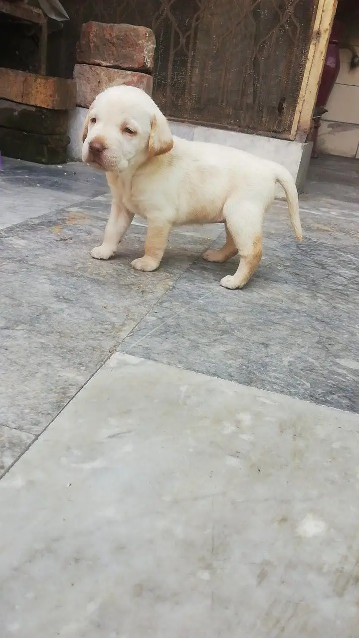 labrador 03224035831 — photo 2