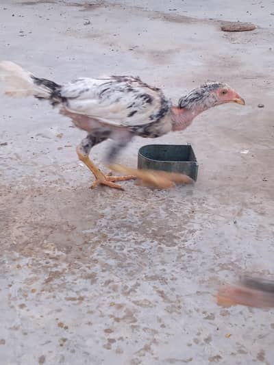 Aseel chicks selling call 03043066708