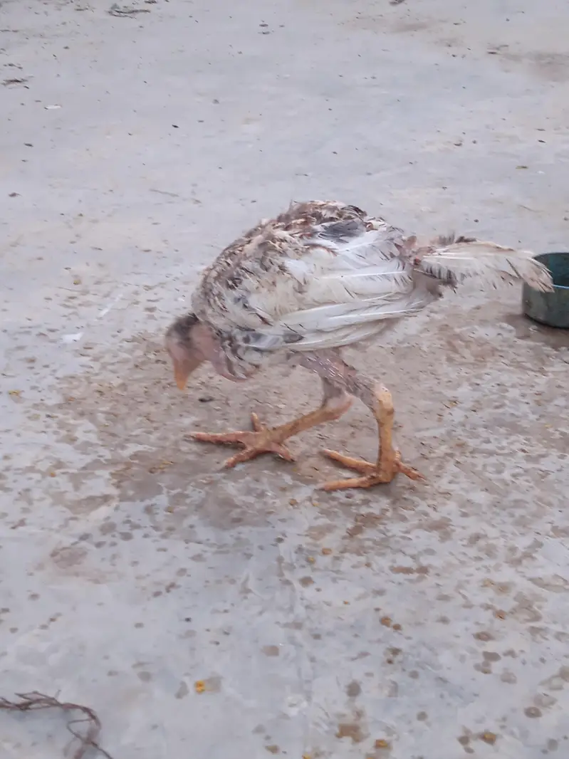 Aseel chicks selling call 03043066708 — photo 2