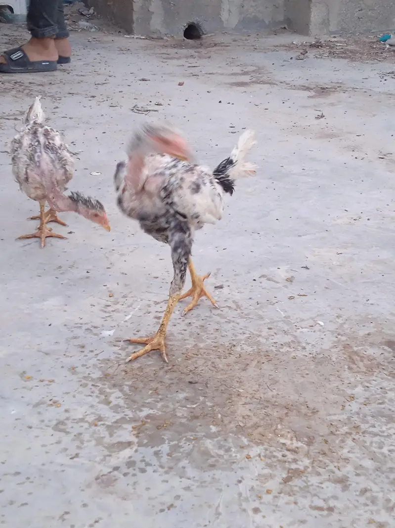 Aseel chicks selling call 03043066708 — photo 3
