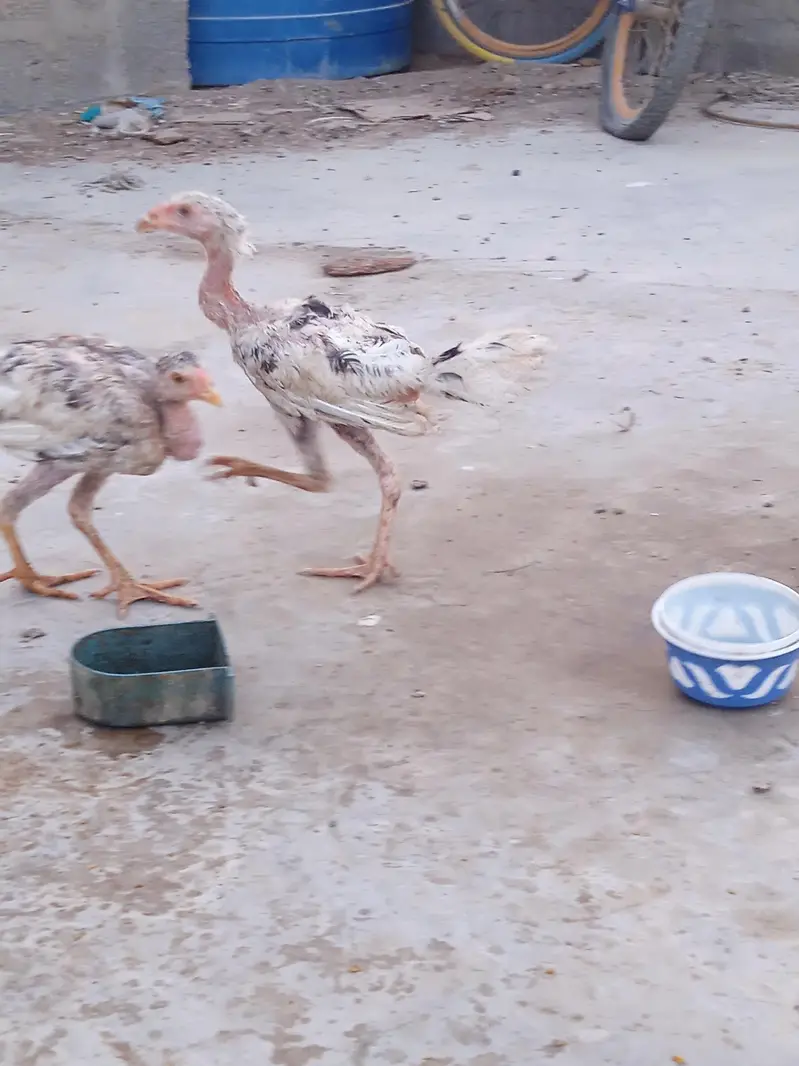 Aseel chicks selling call 03043066708 — photo 5