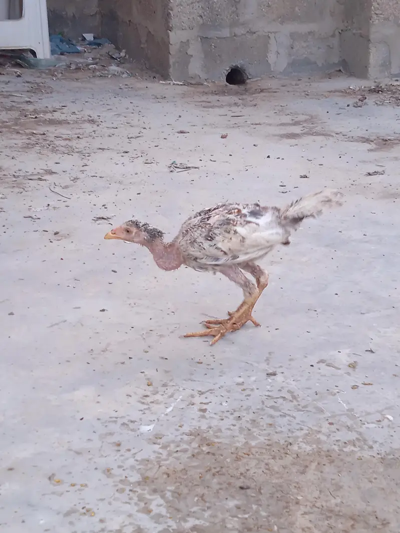 Aseel chicks selling call 03043066708 — photo 6