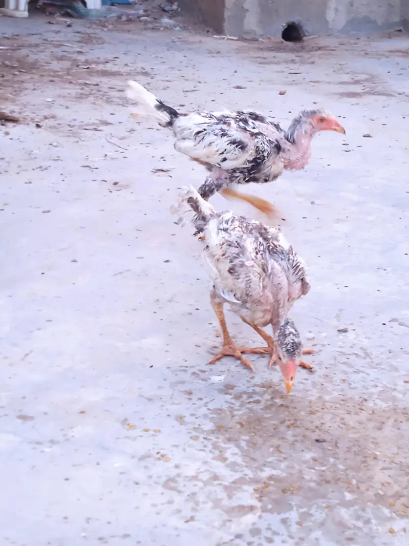 Aseel chicks selling call 03043066708 — photo 7