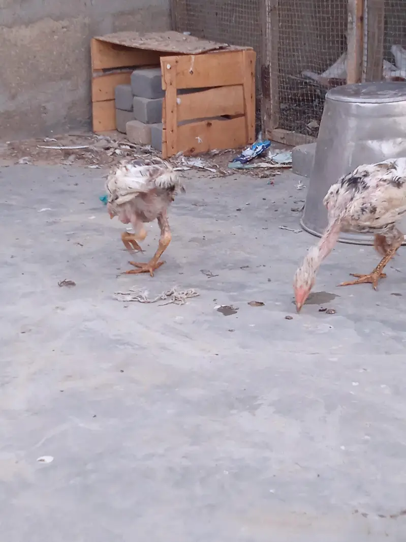 Aseel chicks selling call 03043066708 — photo 8